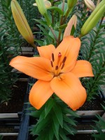 [5113 Yale DJ No02.JPG]